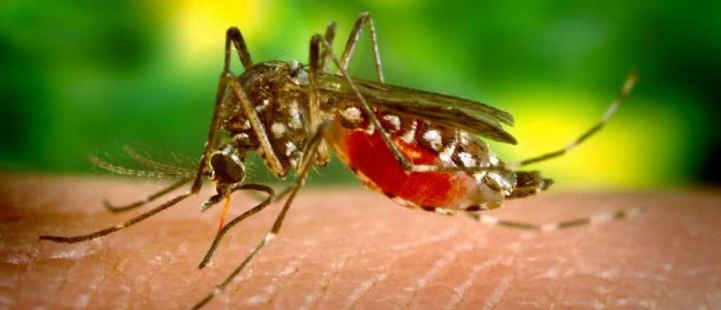 La razón por la que Florida modificará genéticamente 750 millones de mosquitos