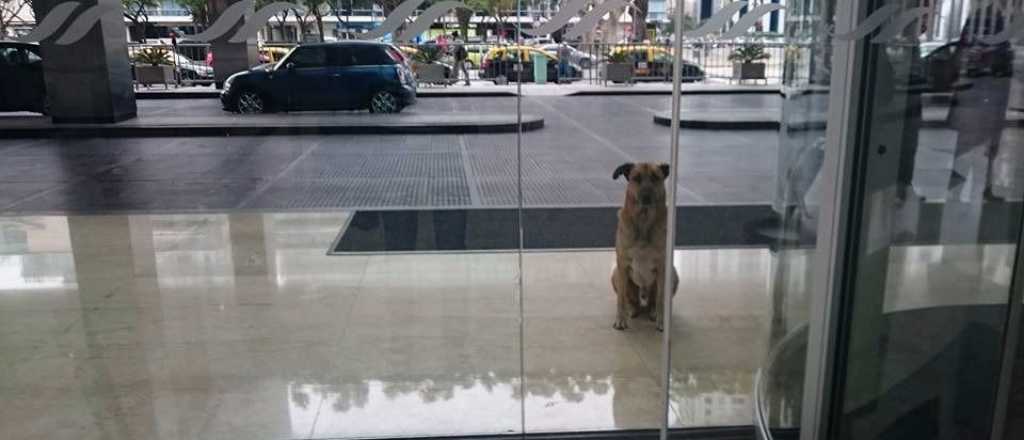 Una azafata adoptó a un perro que la esperaba fuera del hotel