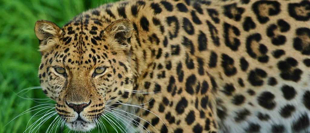 Locura viral: &iquest;d&oacute;nde est&aacute; el leopardo?