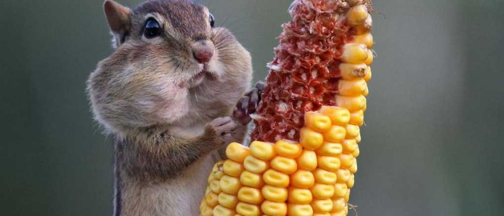 Fotos espectaculares de animales salvajes como nunca los viste