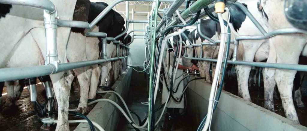 Los tamberos aseguran que están vendiendo a bajo costo