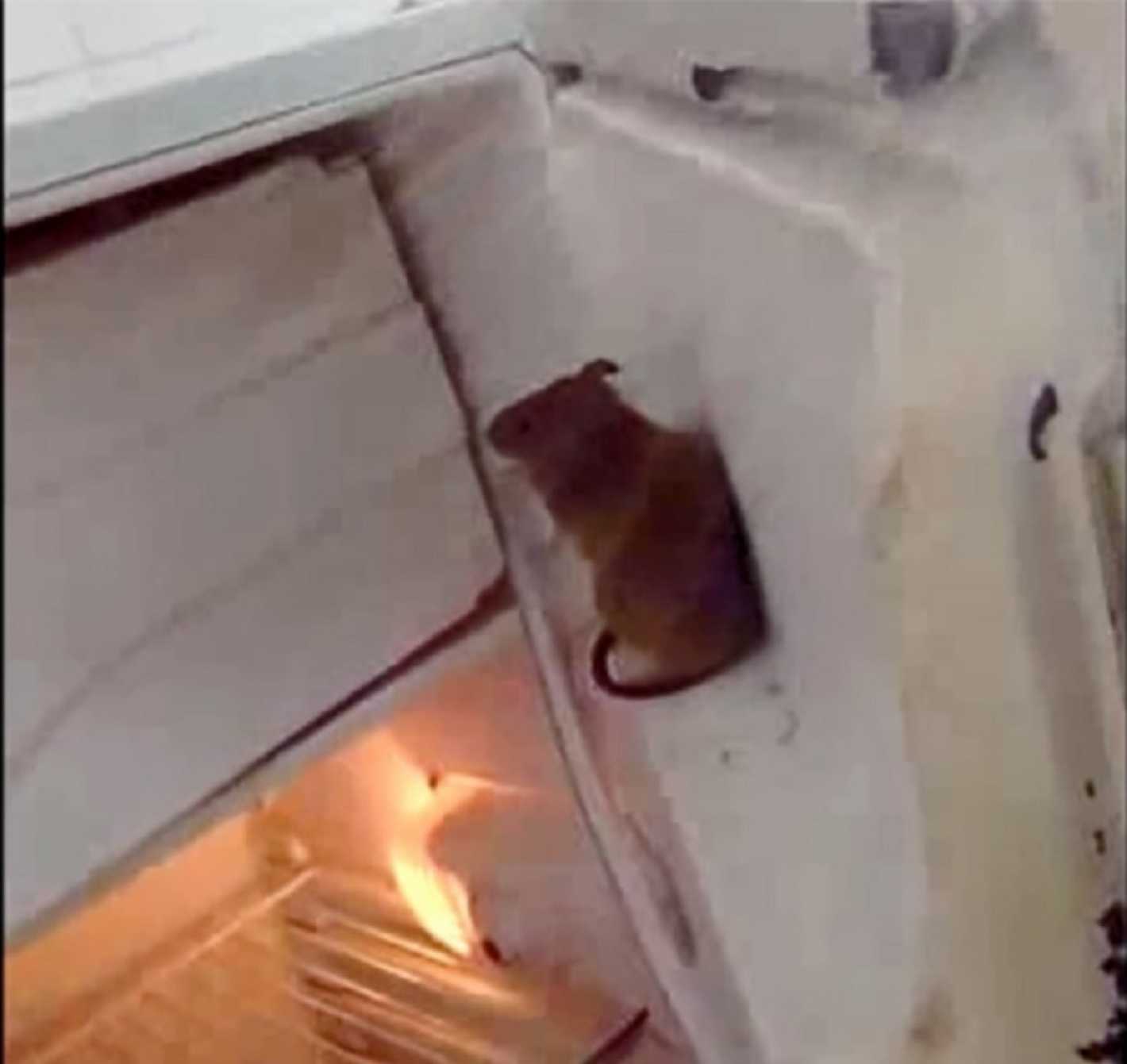 Filman una súper rata en la cocina de una escuela de San Juan - Mendoza ...