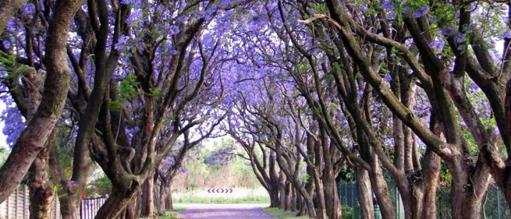 Estos son los 10 &aacute;rboles m&aacute;s hermosos del mundo