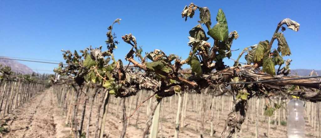 Temen que las heladas tard&iacute;as de la madrugada hayan afectado los cultivos