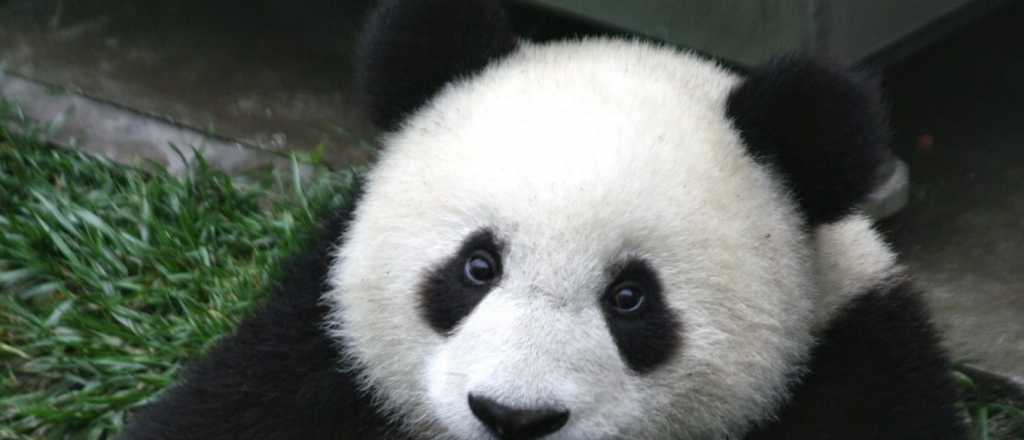 Una buena: el panda gigante ya no está en peligro de extinción