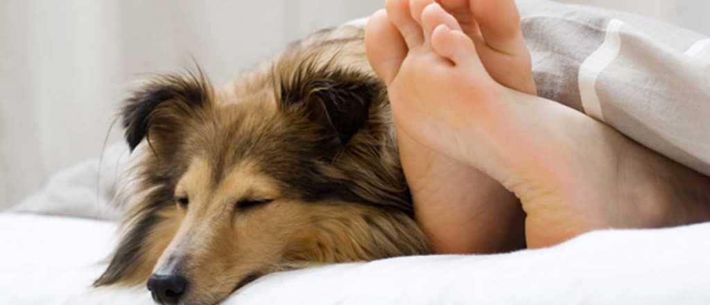 DogHero, la Airbnb para mascotas, ya funciona en Mendoza