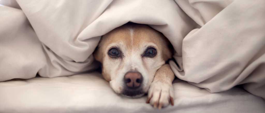 &iquest;Cu&aacute;nto sale y c&oacute;mo es el proceso para clonar a un perro?