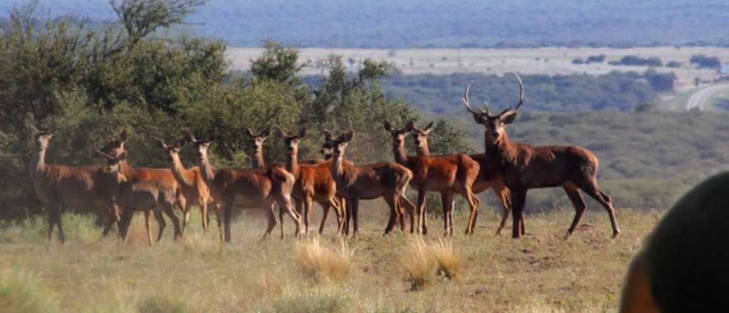 Mendoza prohíbe la caza de ciervo colorado