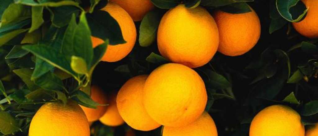 A qu&eacute; se llam&oacute; primero "naranja": &iquest;A la fruta o al color?