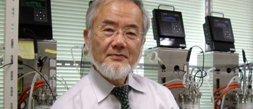 Otorgan el Nobel de Medicina a un japonés por revelaciones sobre la autofagia