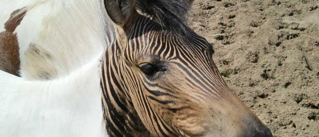 Revuelo en China por el nacimiento de un "Zebroide"