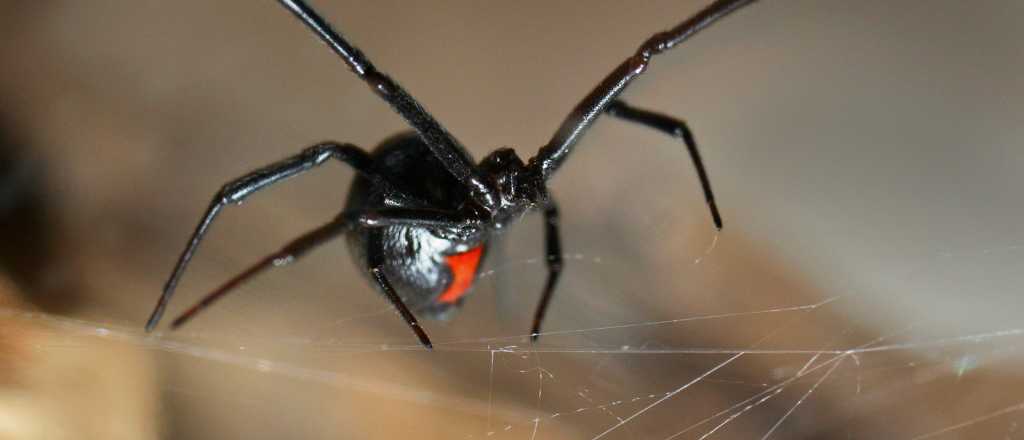 Las dos arañas más letales que aparecen con el calor en Mendoza